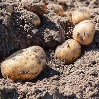 närbild på potatisar i jord. länkar till artikel om potatisens benämningar i olika dialekter.