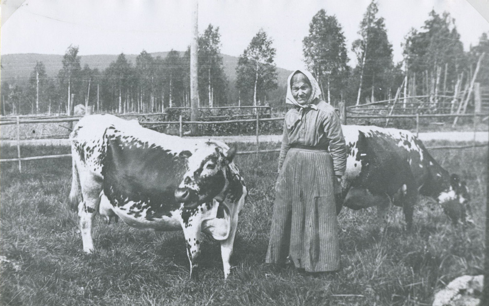Kvinna i huckle står mellan två kor i en hage.