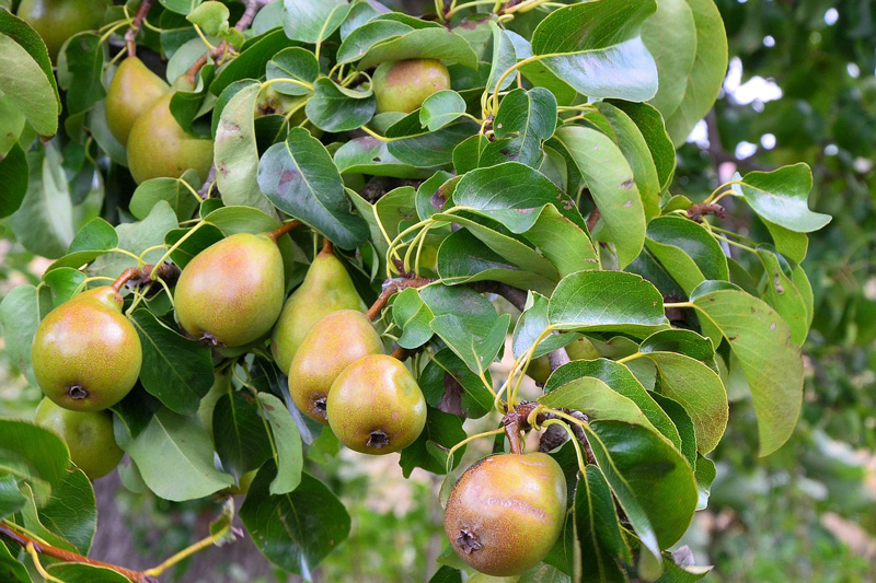 päron på träd