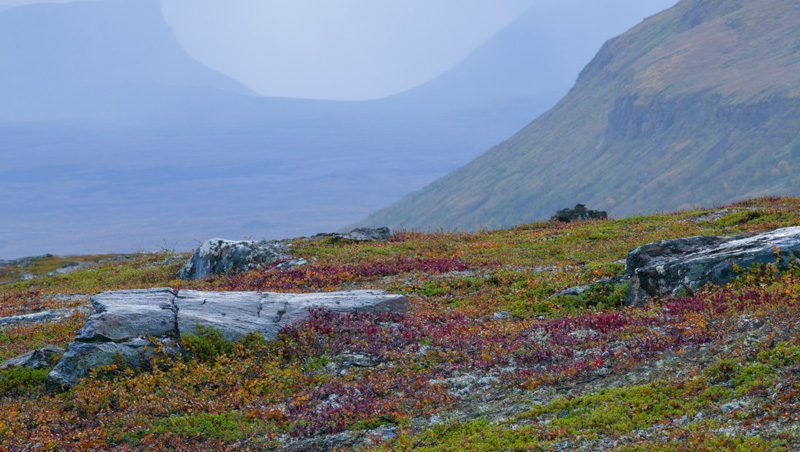 landskapsbild från kalfjällen med marken täckt av nordkråkbär