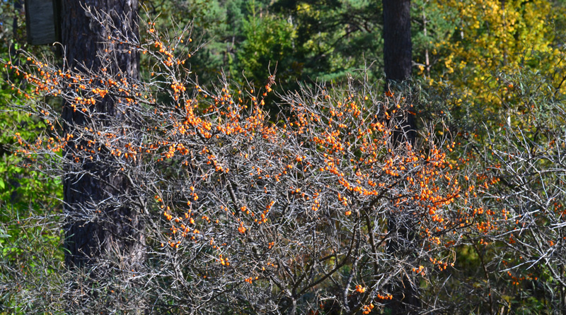 avlövad buske full med orangefärgade havtornsbär