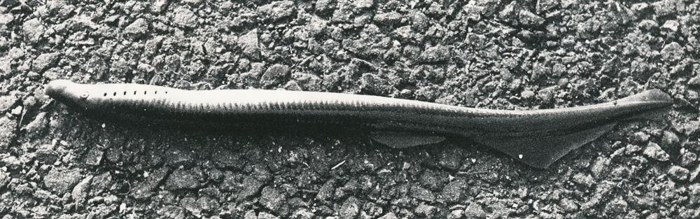 Svartvitt fotografi. Närbild på ålliknande fisk som ligger på marken.