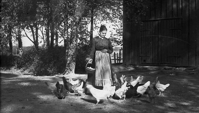 Kvinna med äggkorg omgiven av höns. 