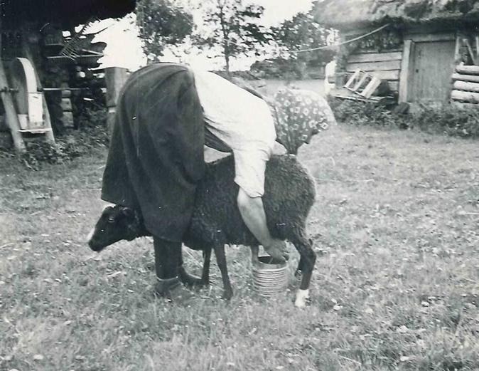 Kvinna står grensle över får och mjölkar det.