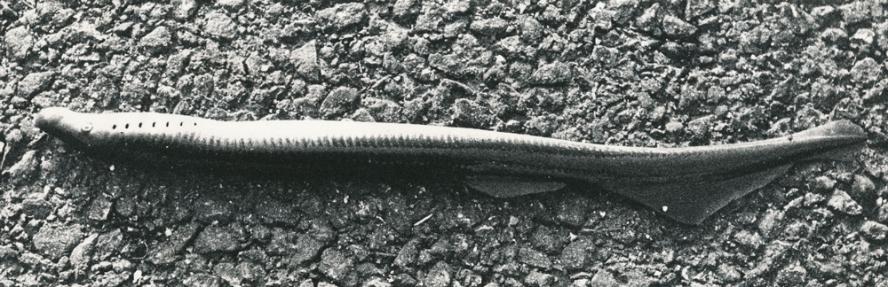 Svartvitt fotografi av ålliknande fisk som ligger på marken.