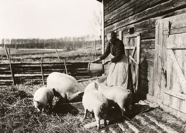 Kvinna i förkläde häller ut mat från en zinkhink till en skock grisar i en inhägnad.