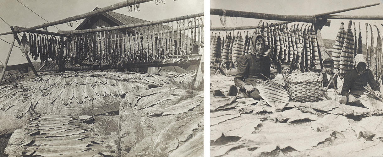Två svartvita fotografier. På det ena syns en översiktbild från klippor vid havet där det står stora torkställningar fulla med fisk. På den andra bilden syns två kvinnor och en pojke som håller på att plocka ner de torkade fiskarna.