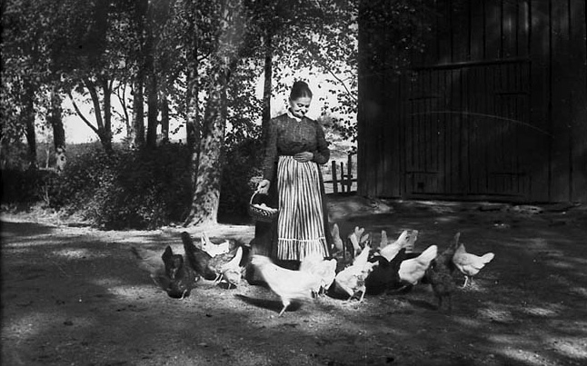 Svartvitt fotografi. Kvinna som står på en gård omgiven av höns och med en äggkorg i handen.