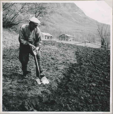 Potatissådd i Jokkmokk, Lappland 1948.